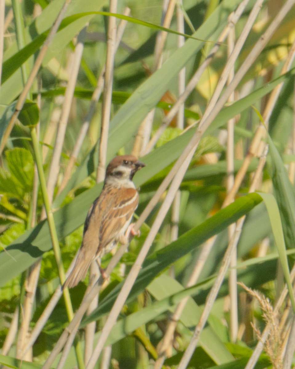 Eurasian Tree Sparrow - ML598885931