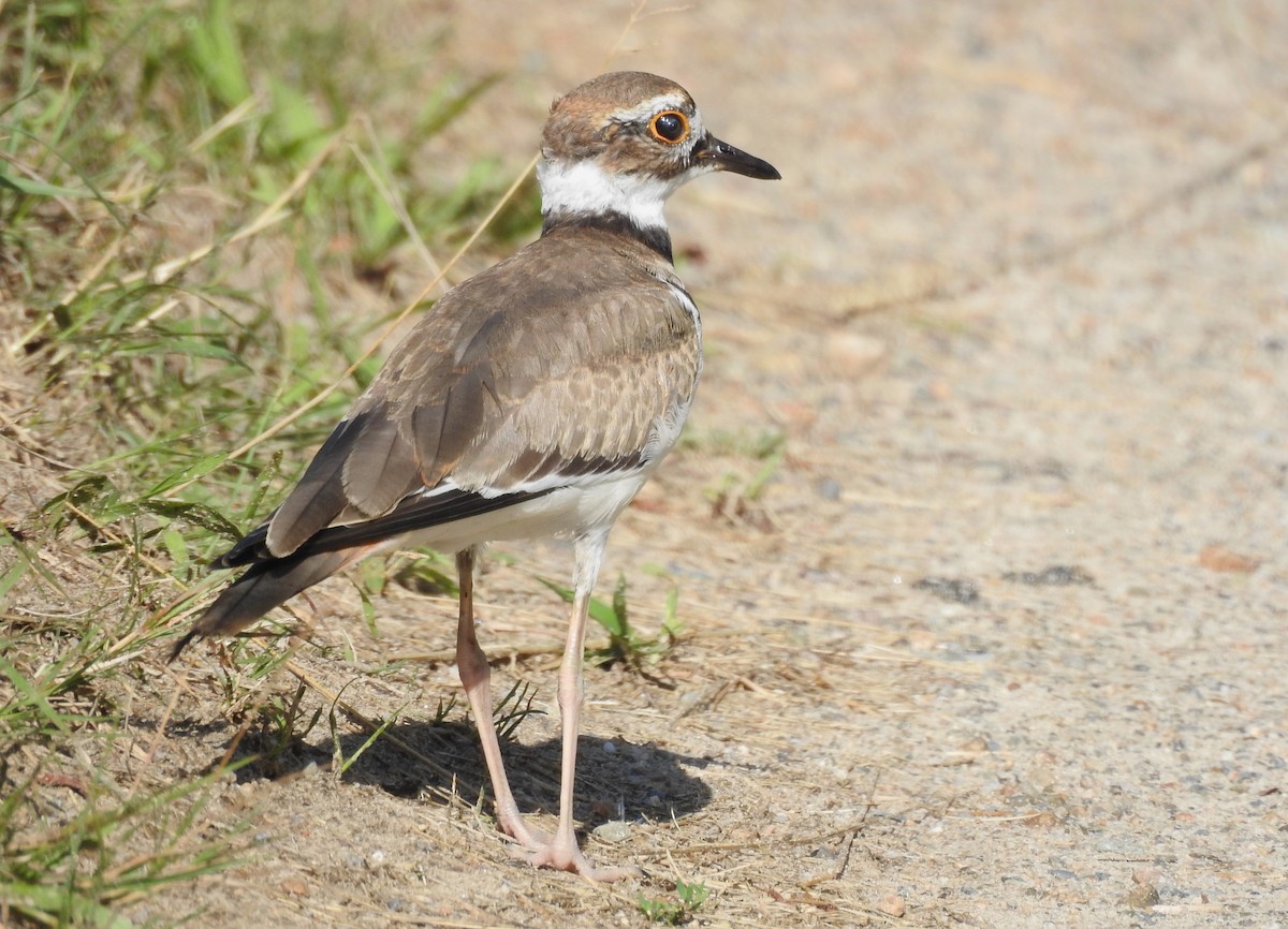 Killdeer - ML598886751