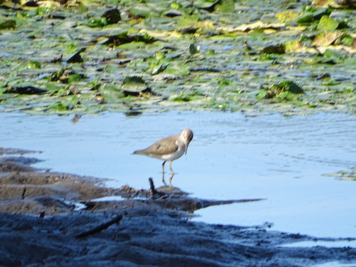 Spotted Sandpiper - ML598886811