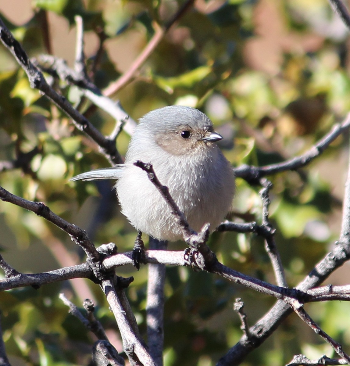 Bushtit - Kathryn Hart