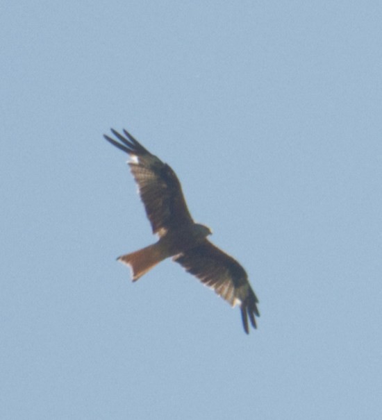 Red Kite - ML598887591