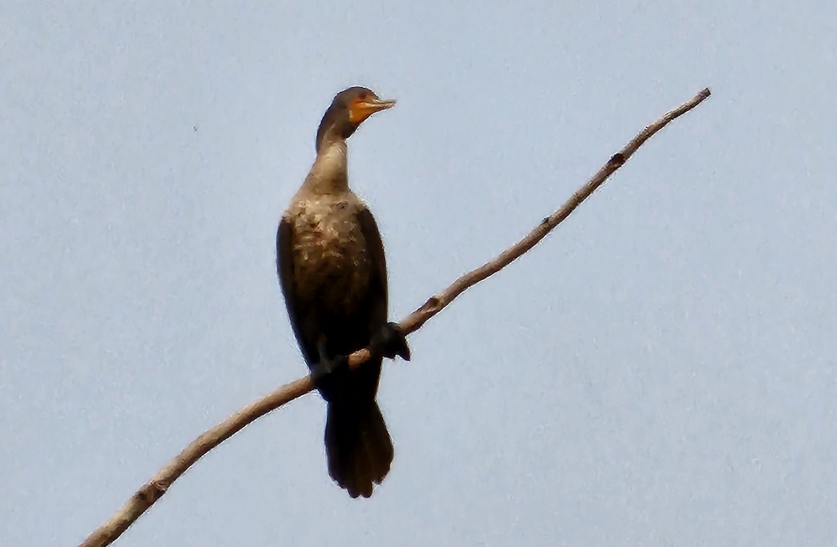 Double-crested Cormorant - ML598887601