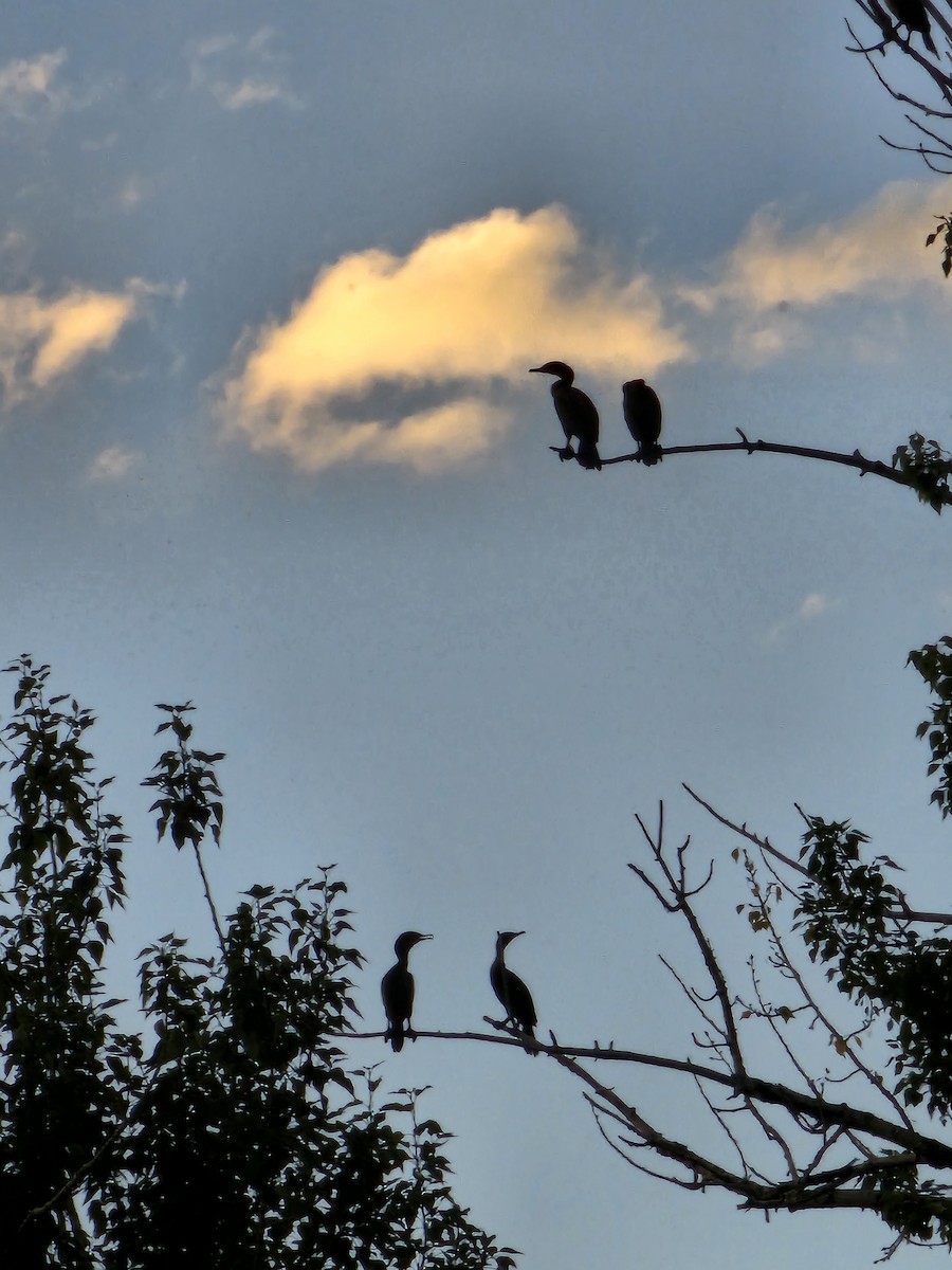 Double-crested Cormorant - ML598887611