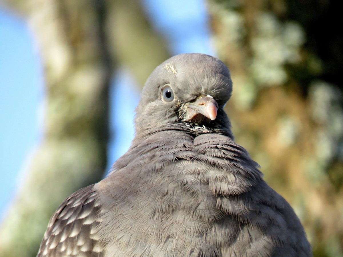 Spot-winged Pigeon - ML598888311