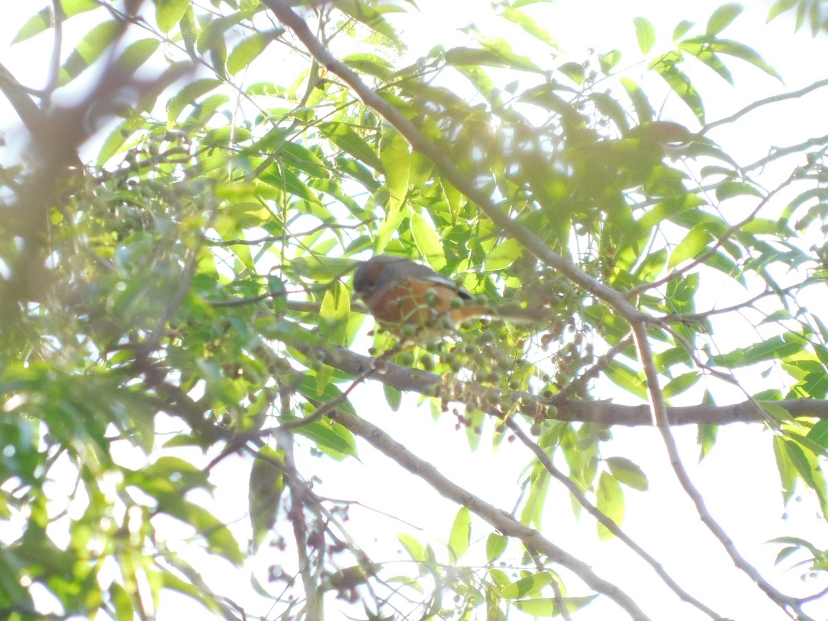 Rusty-browed Warbling Finch - ML598888421