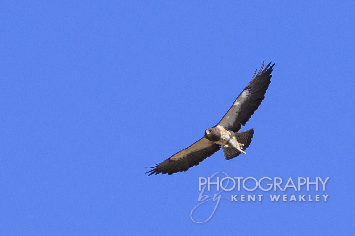 Swainson's Hawk - ML598888511