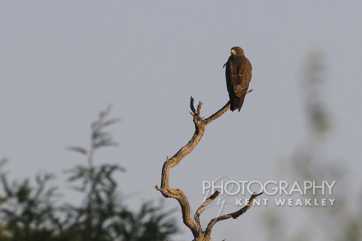 Swainson's Hawk - ML598888521