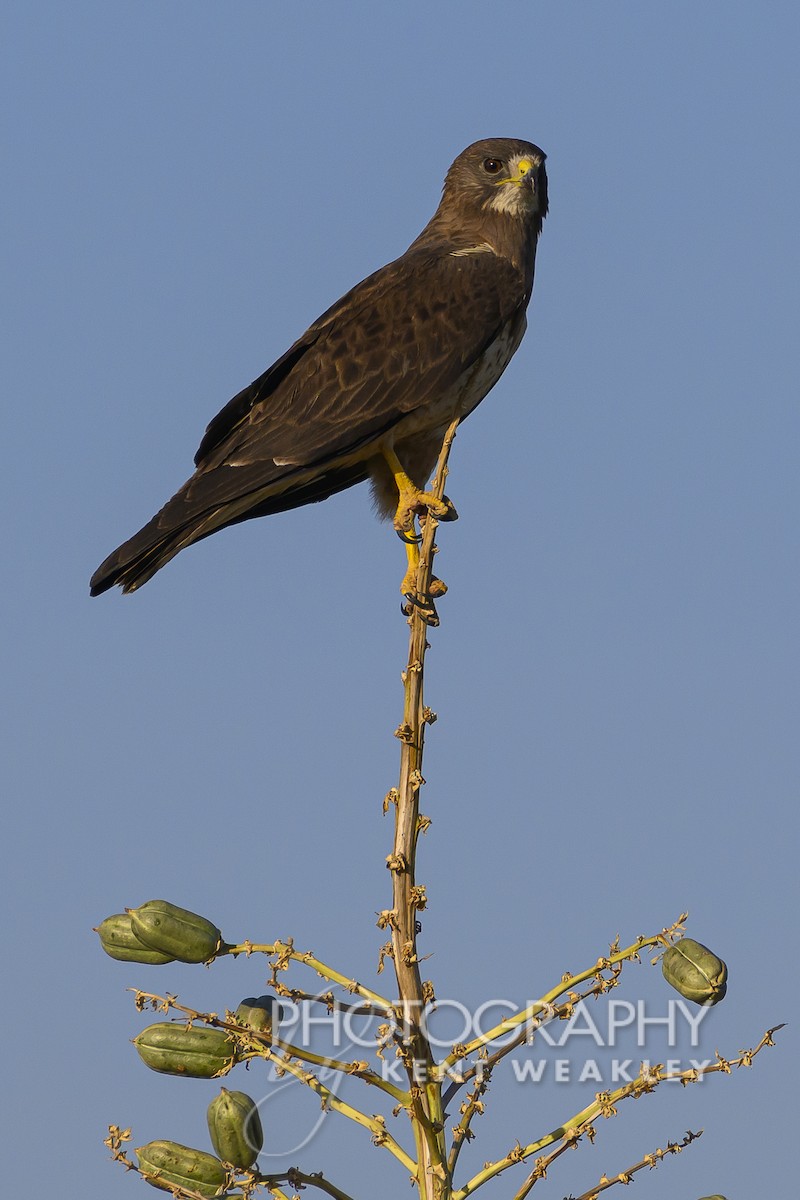 Swainson's Hawk - ML598888551