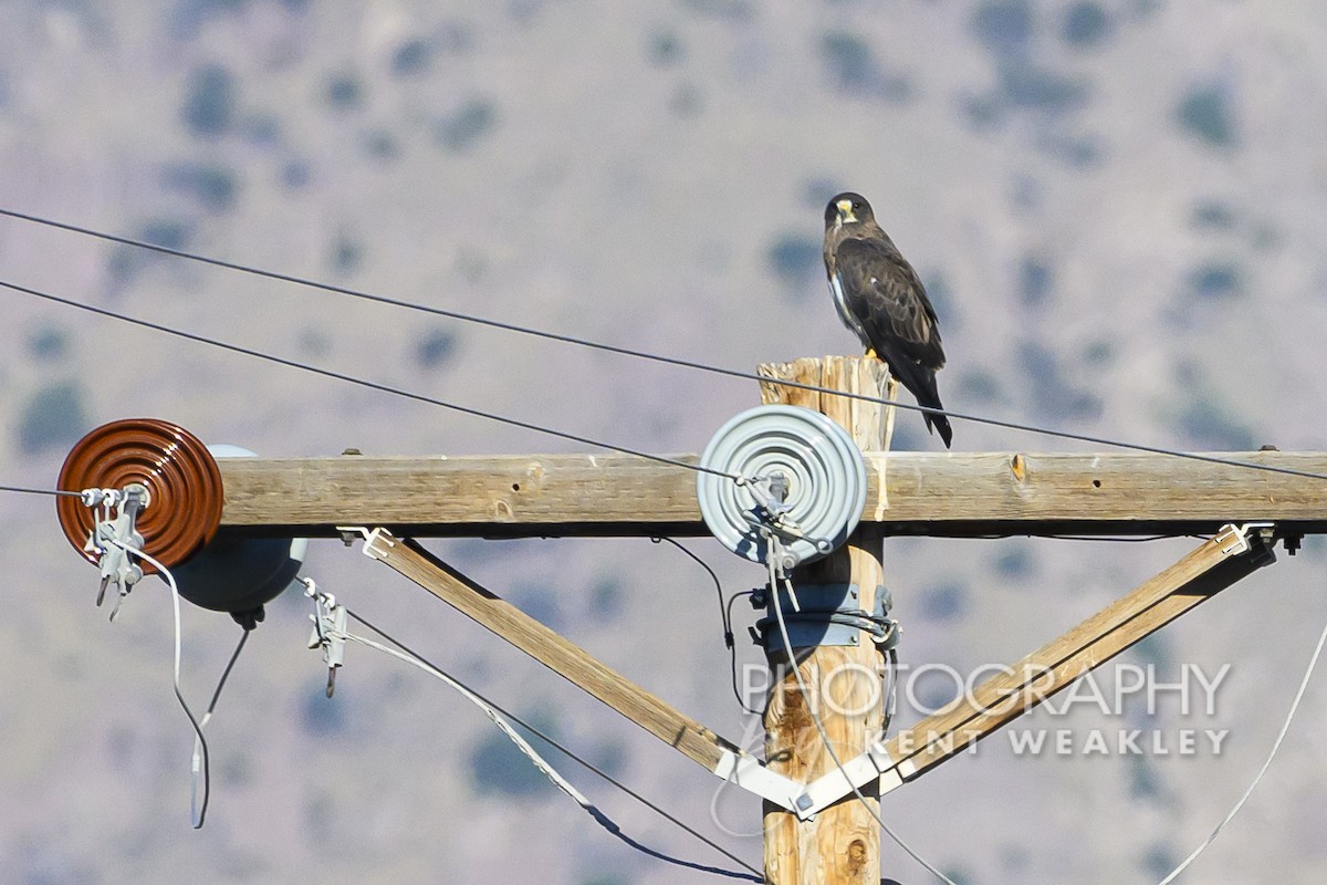 Swainson's Hawk - ML598888561