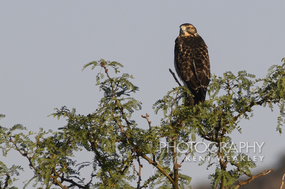 Swainson's Hawk - ML598888571