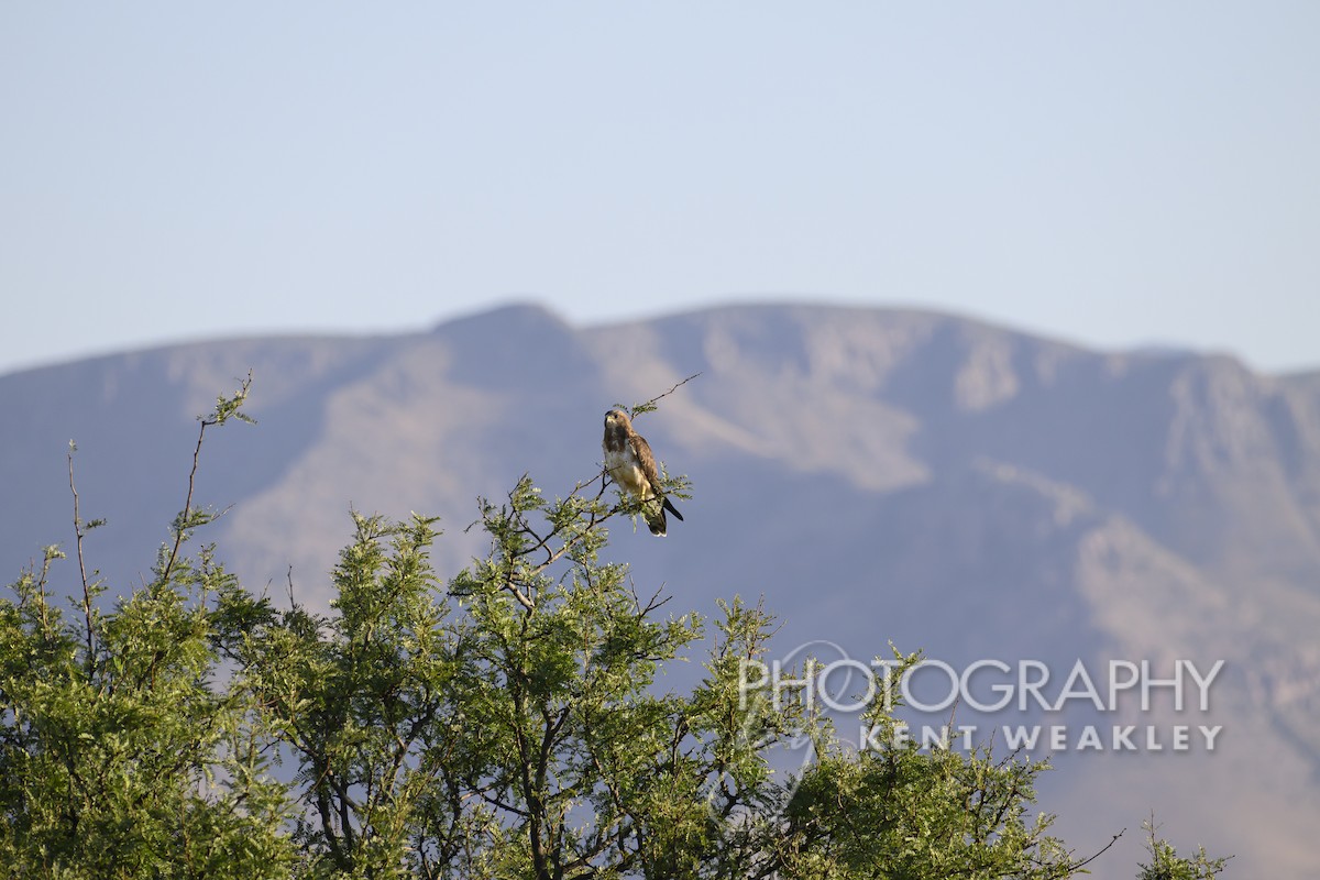 Swainson's Hawk - ML598888621