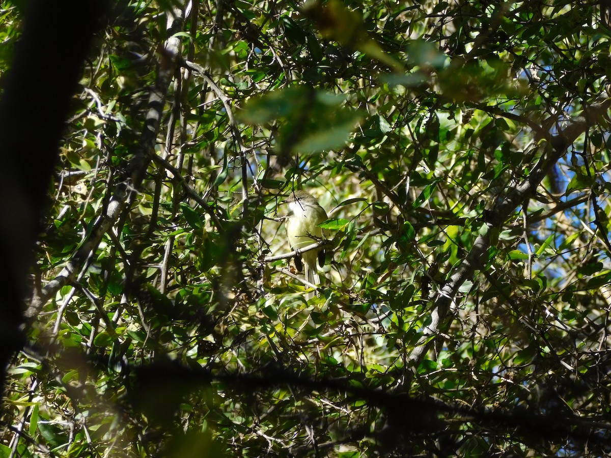 White-throated Tyrannulet - ML598888851