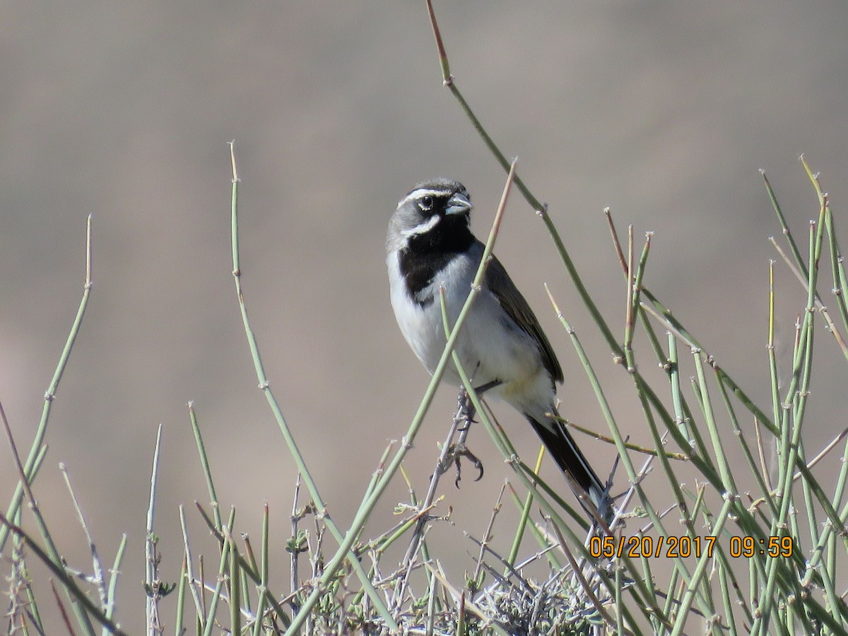 Black-throated Sparrow - ML59888891