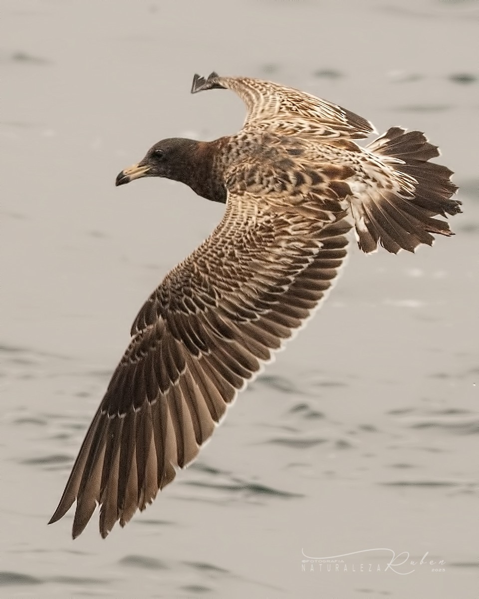 Belcher's Gull - ML598889181