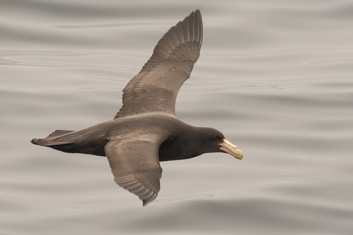 Southern Giant-Petrel - ML598889481