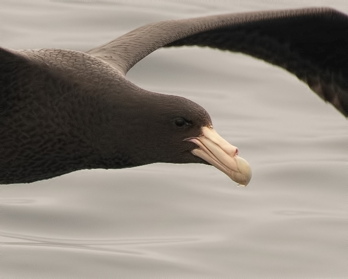 Southern Giant-Petrel - ML598889511