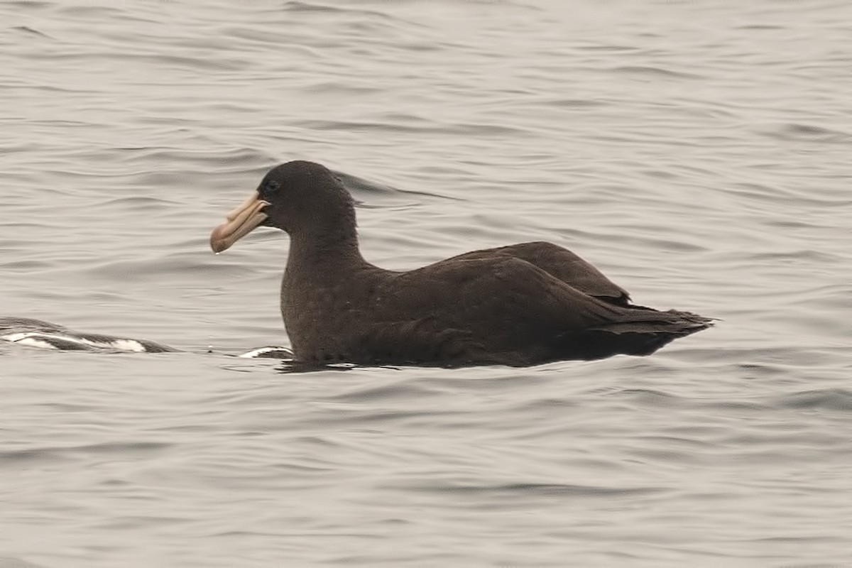 Northern Giant-Petrel - ML598889601