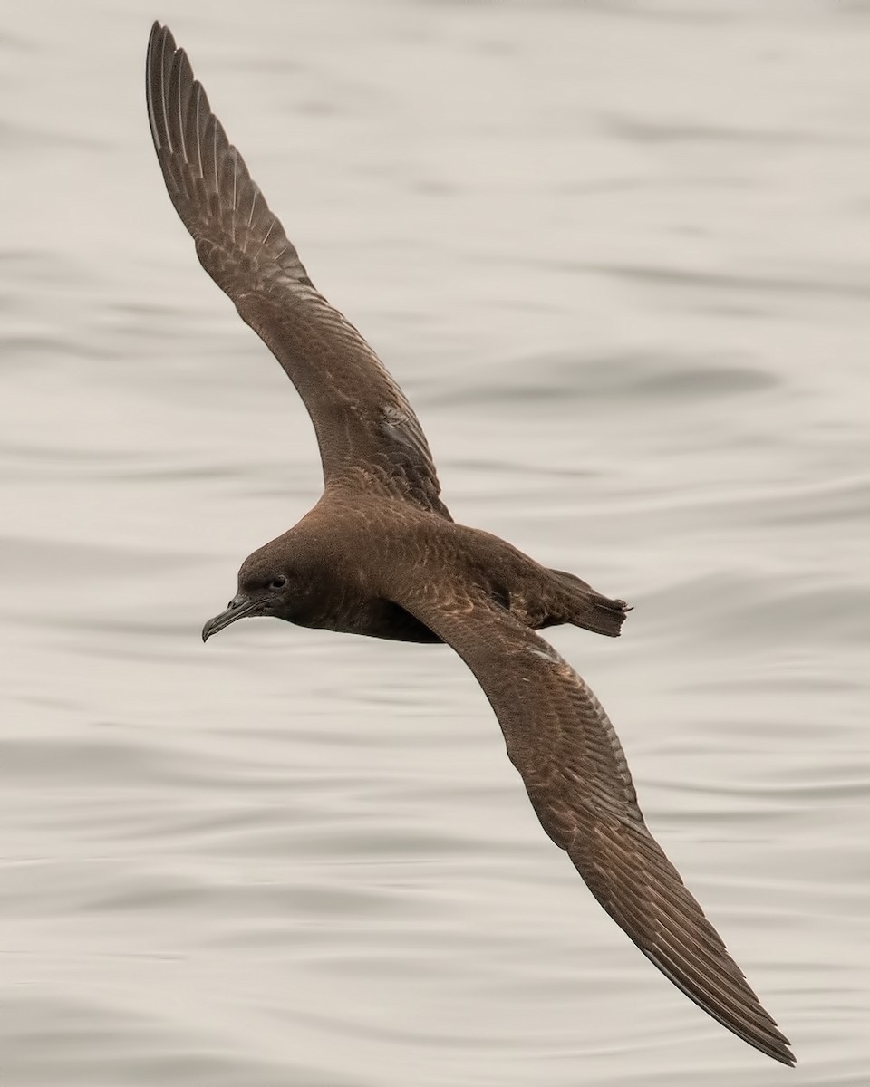 Sooty Shearwater - ML598889691