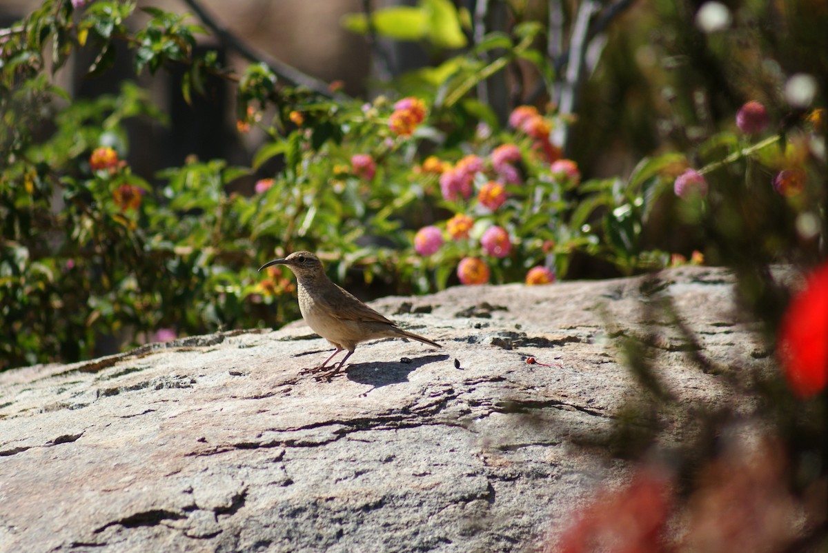 Scale-throated Earthcreeper - ML598890591