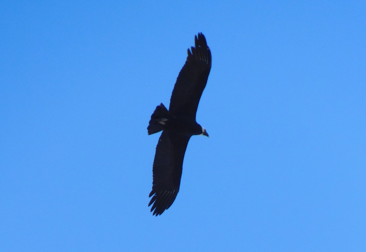 Andean Condor - ML598890901