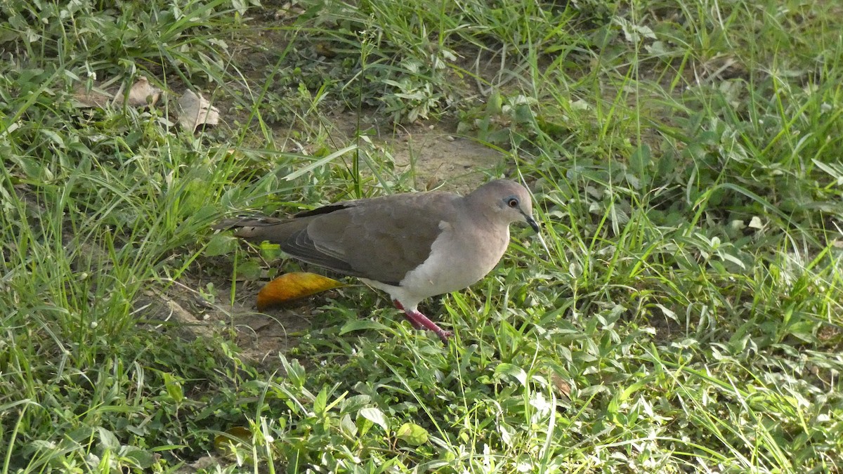 White-tipped Dove - ML598891831