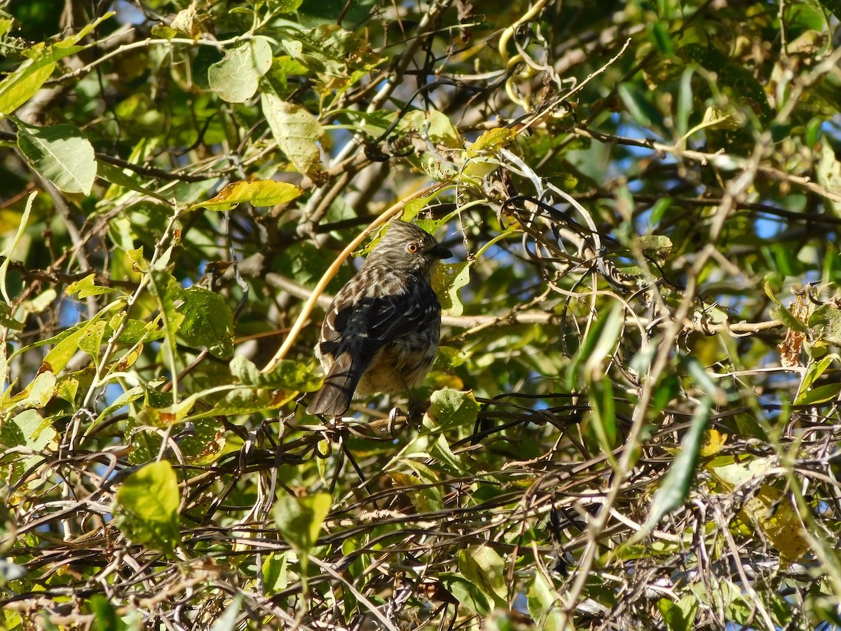 White-tipped Plantcutter - Rodrigo Lorenzón