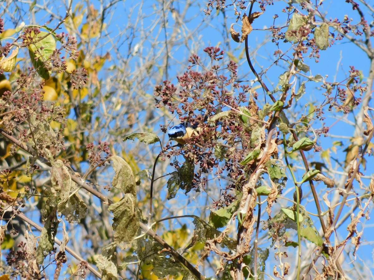 Fawn-breasted Tanager - ML598892281