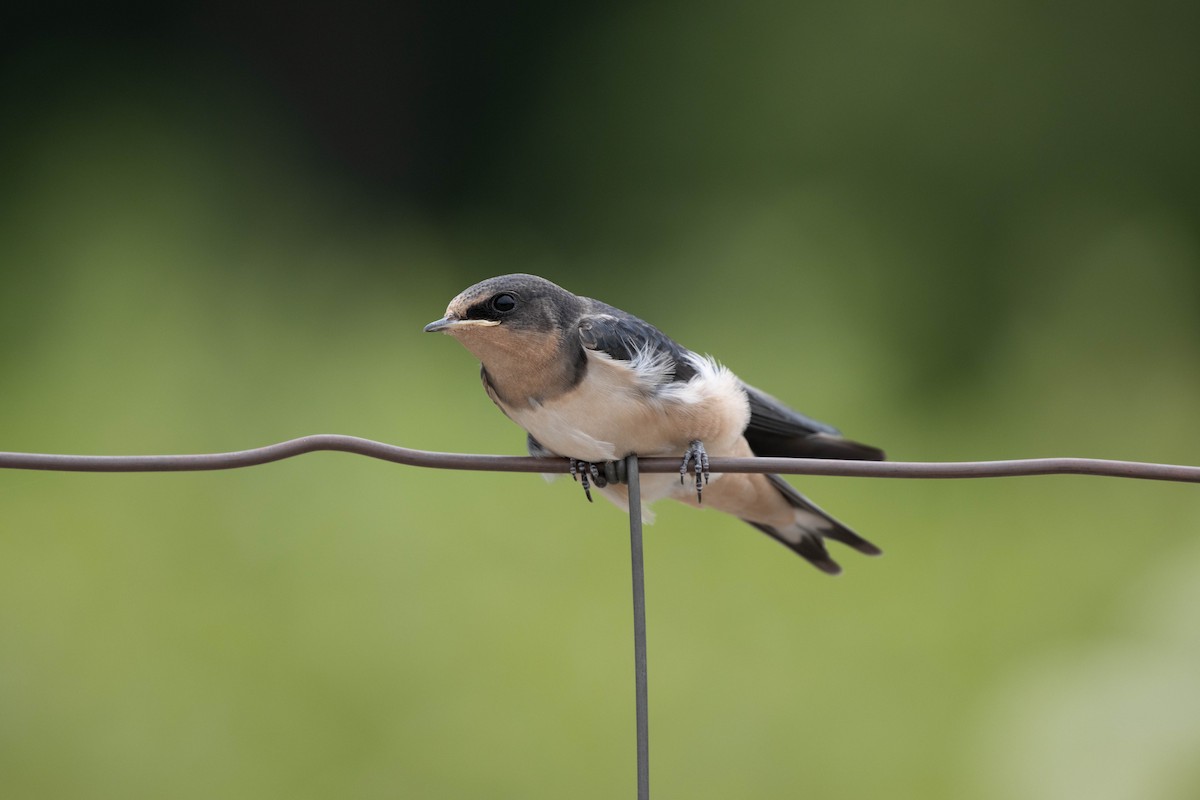 Barn Swallow - ML598892301