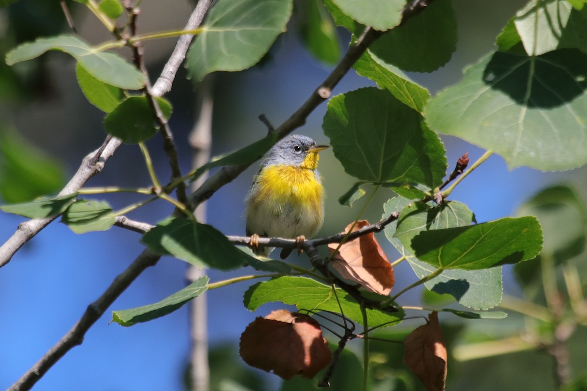 Northern Parula - ML598892411