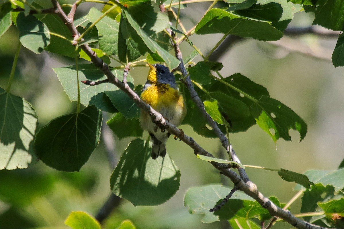 Northern Parula - ML598892421