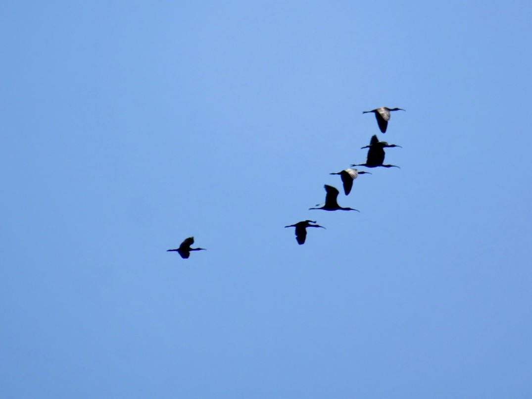 ibis hnědý - ML598892631