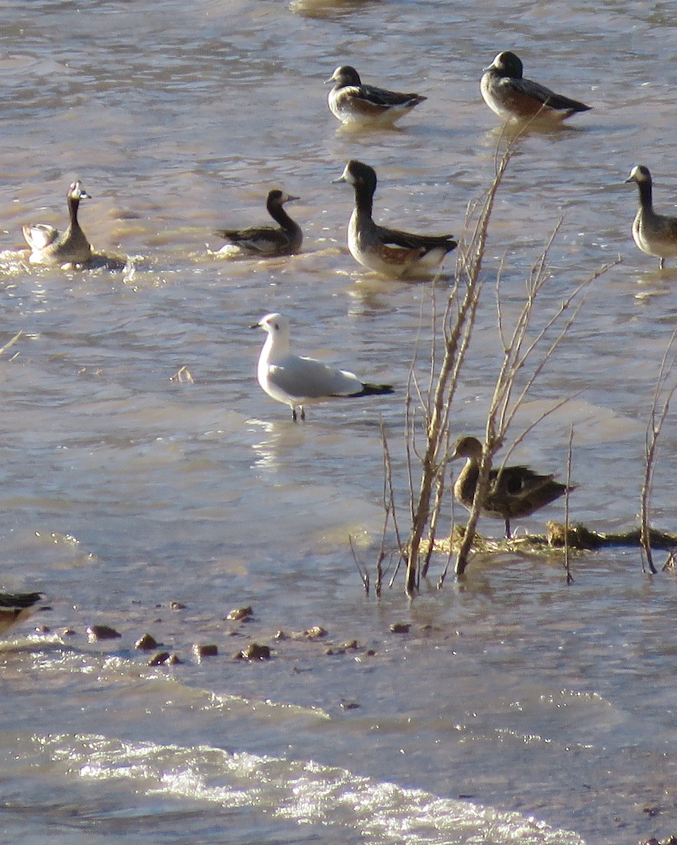 Andean Gull - ML598892771