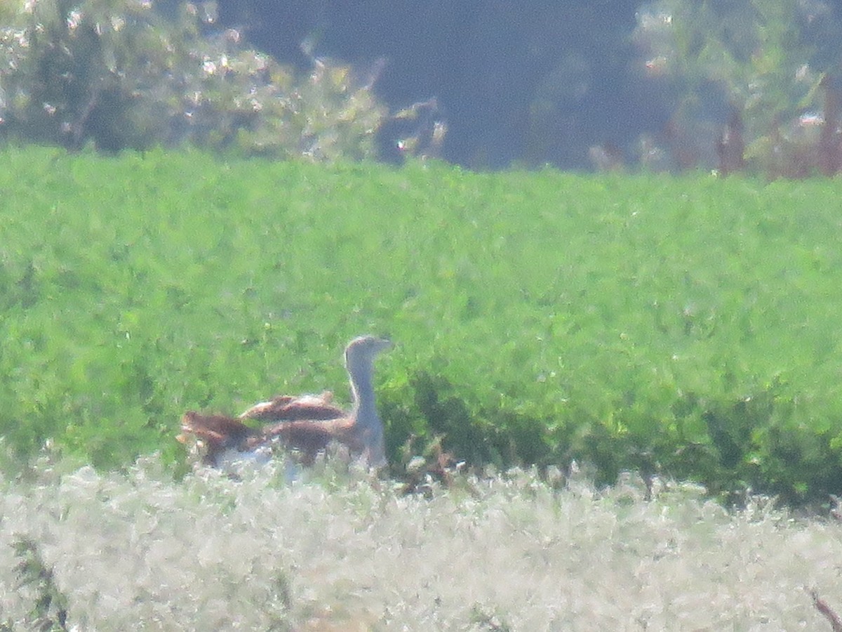 Great Bustard - Filipe Pereira