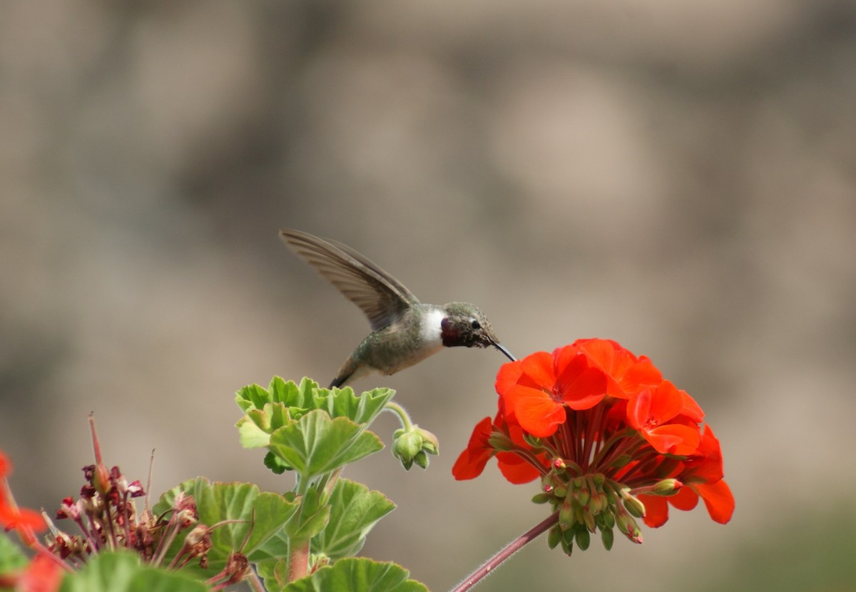 Oasis Hummingbird - ML598893031