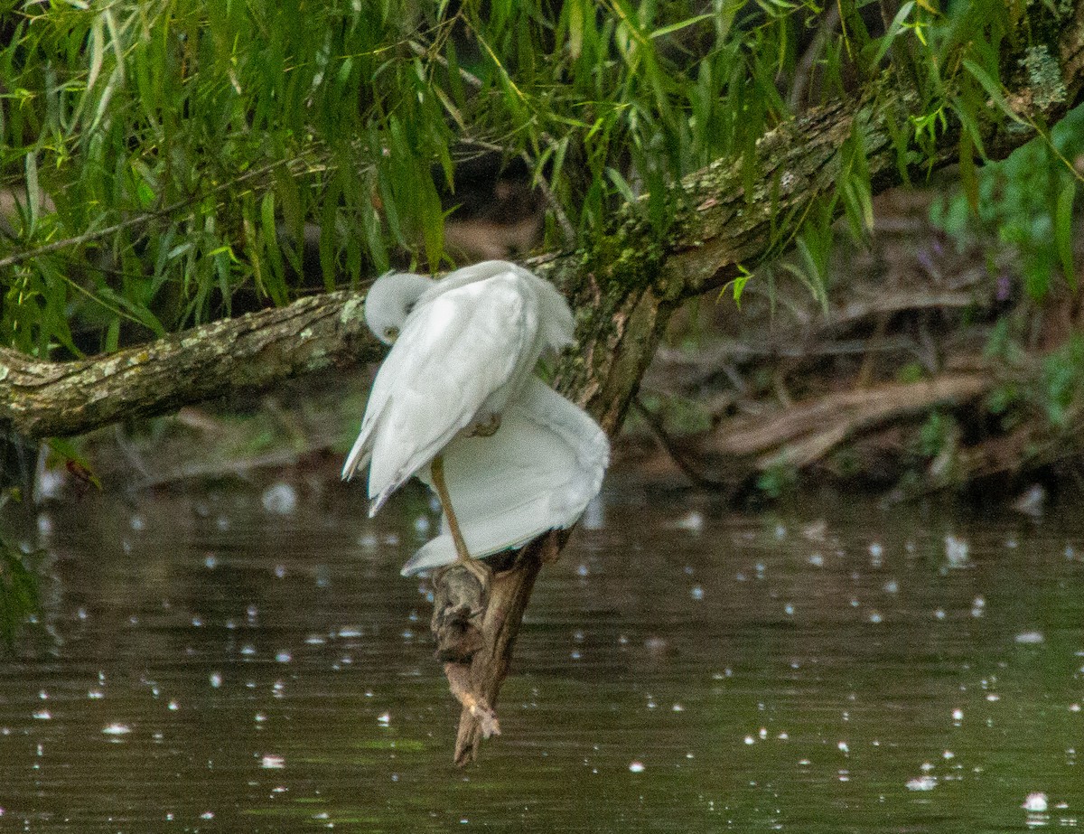 Little Blue Heron - ML598893211