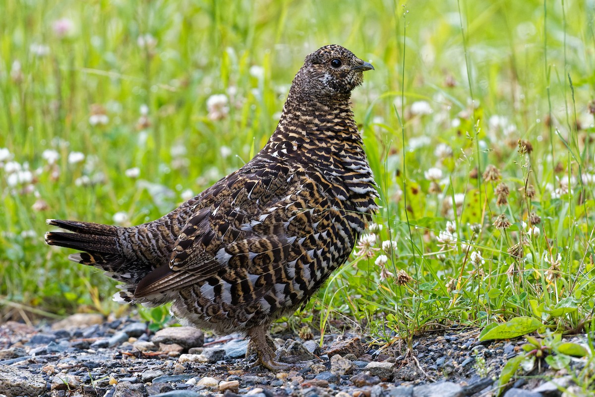 Spruce Grouse - ML598893221