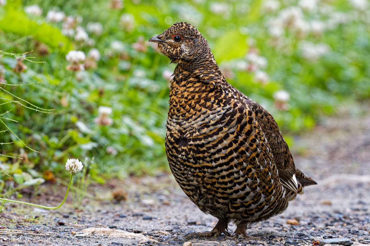 Spruce Grouse - ML598893231