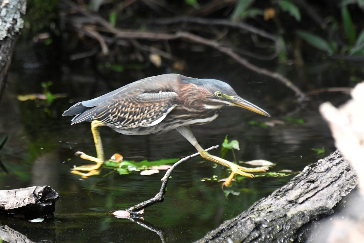 Green Heron - ML598893501