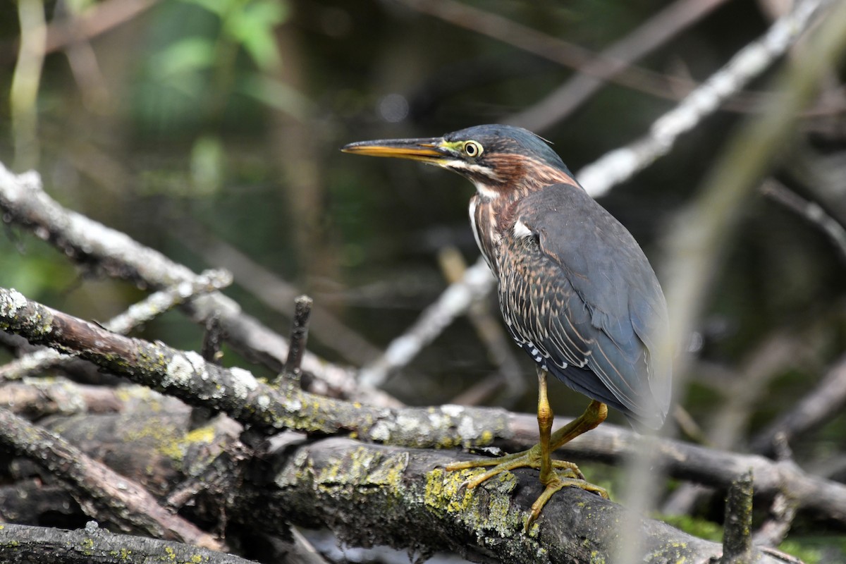 Green Heron - ML598894421