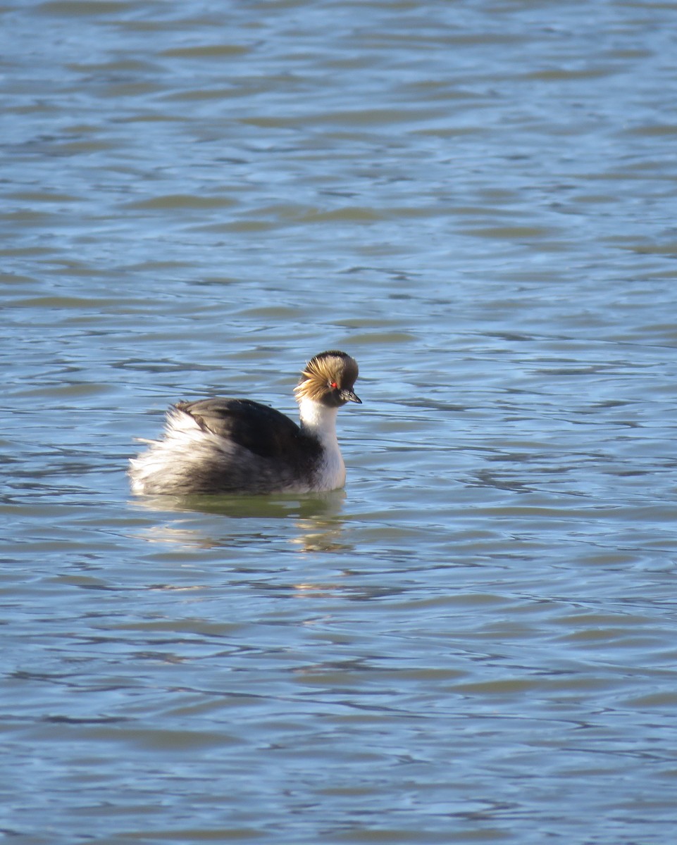 Silvery Grebe - ML598894631