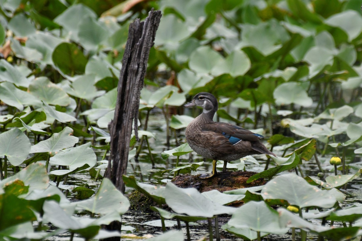 Wood Duck - ML598895371