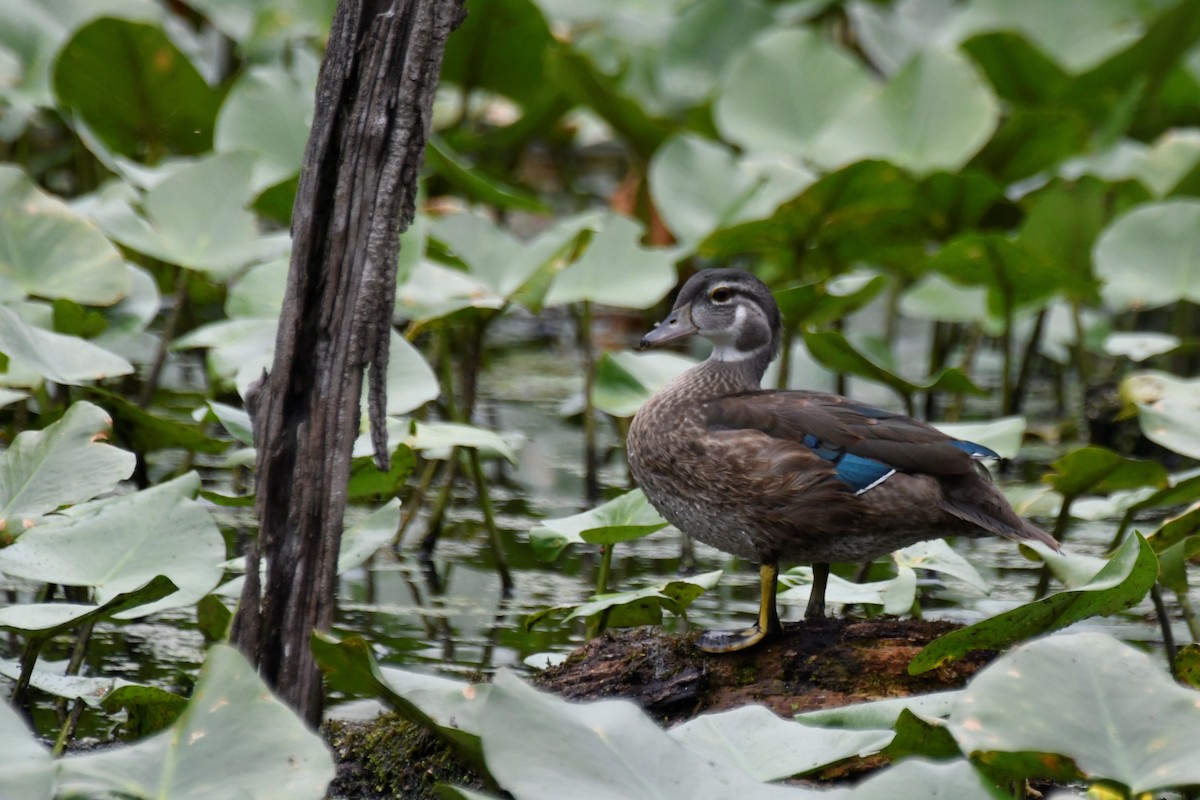 Wood Duck - ML598895461