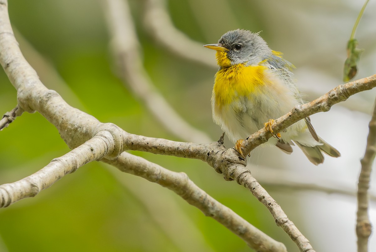 Northern Parula - ML598895541