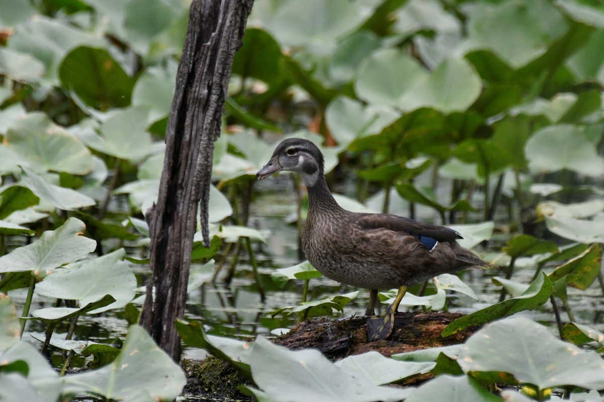 Wood Duck - Kazumi Ohira