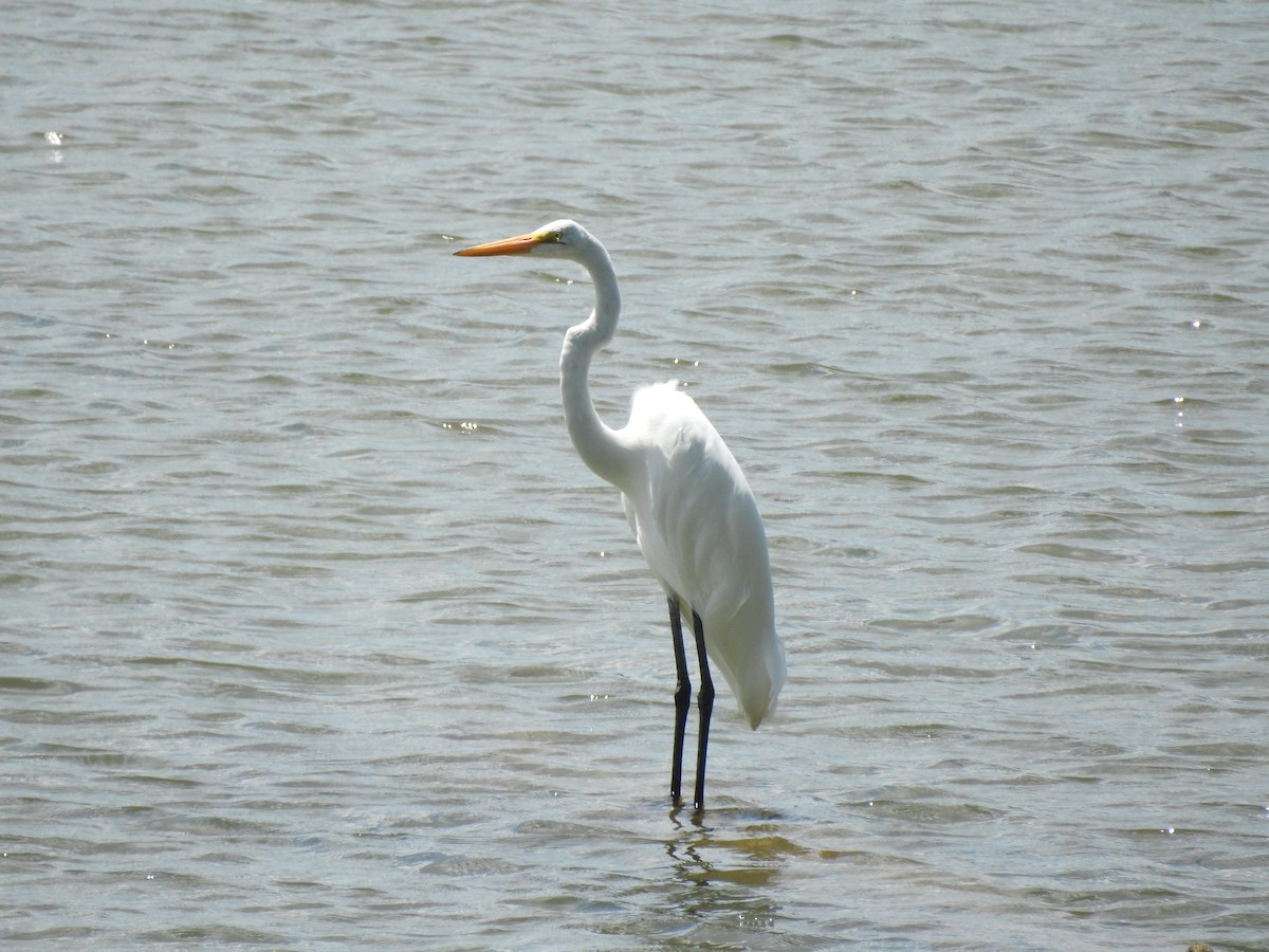 Great Egret - ML598895861