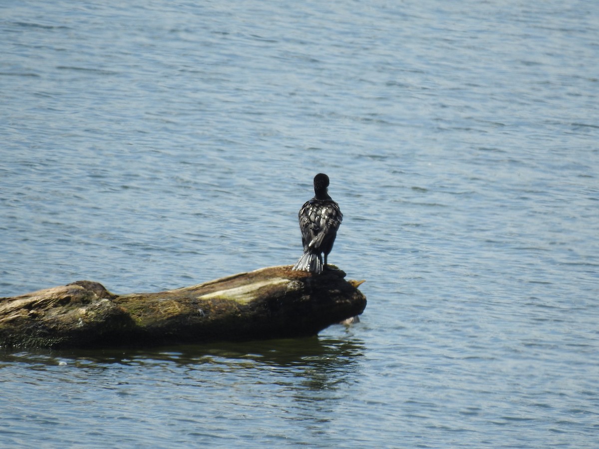 Double-crested Cormorant - ML598896061