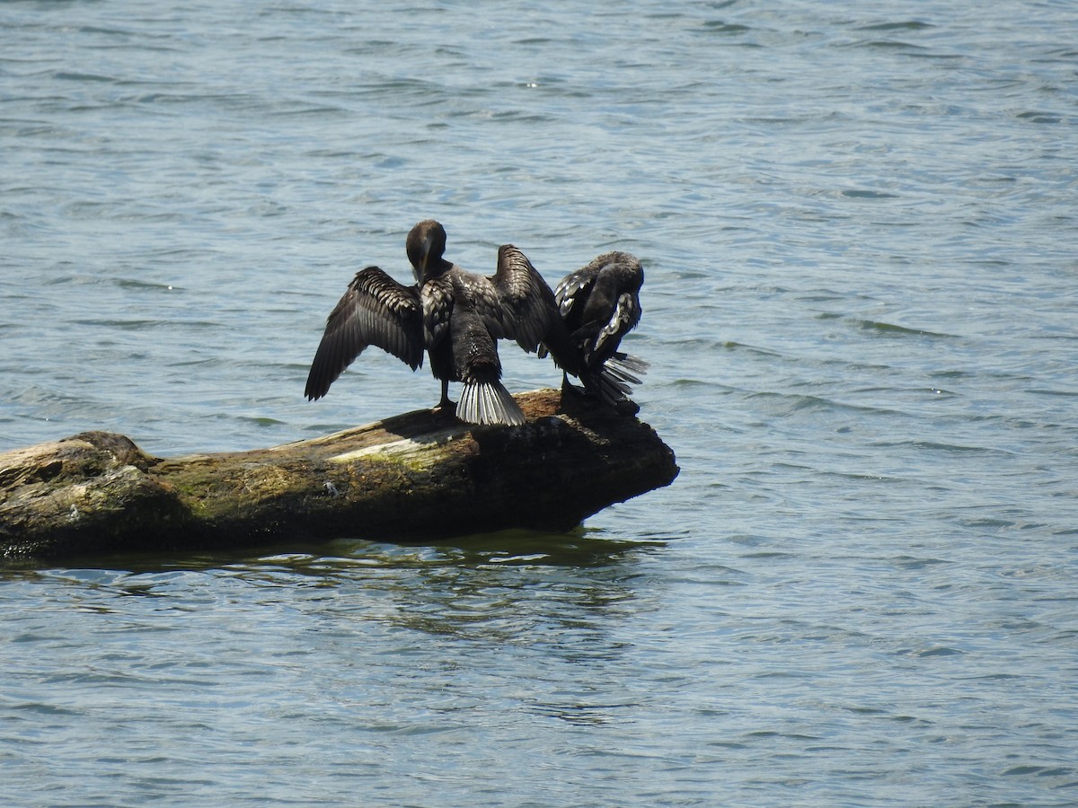 Double-crested Cormorant - ML598896071