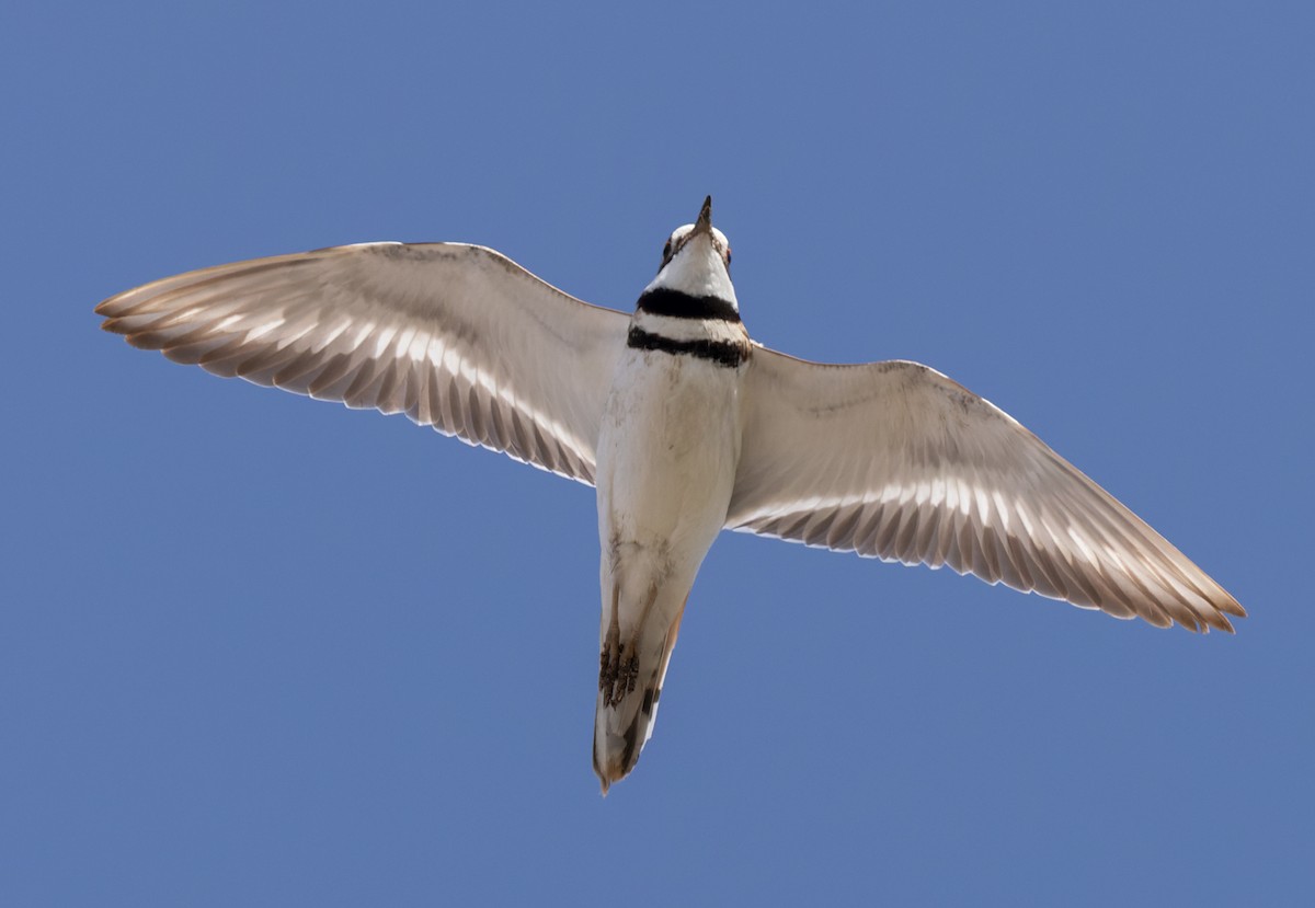 Killdeer - ML598896141