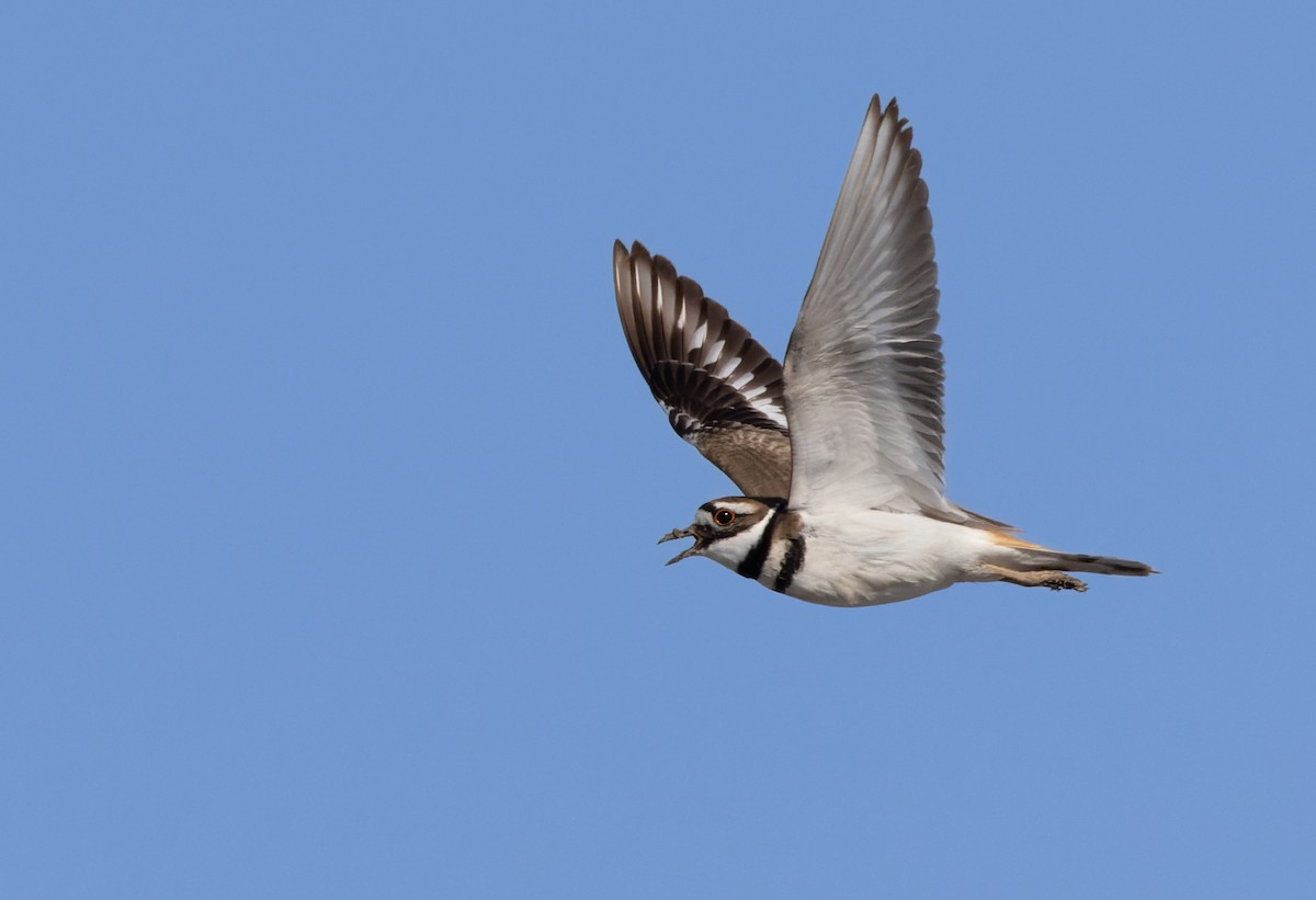 Killdeer - ML598896161