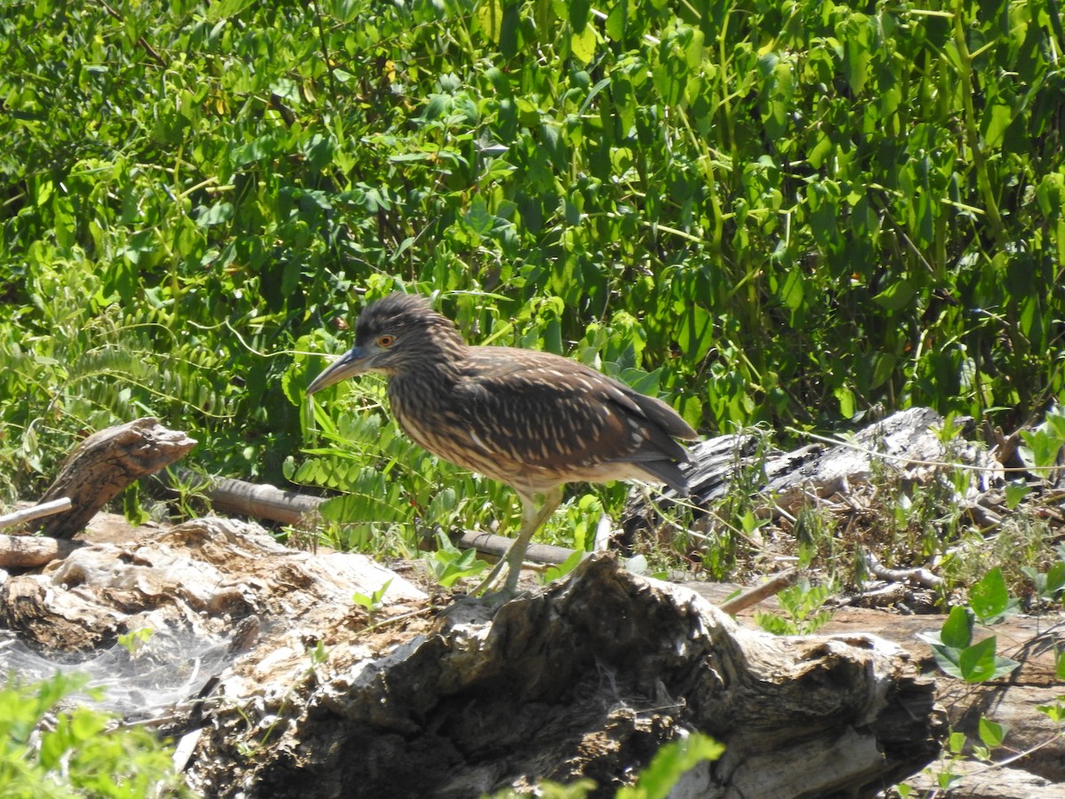 Black-crowned Night Heron - ML598896321